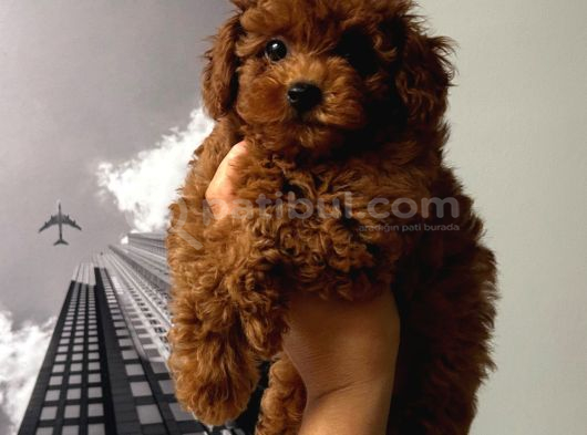 3 Aylık Kore Poodle Erkek