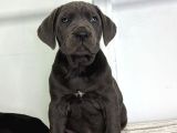 Dev Adaylari Cane Corso Yavrularimiz