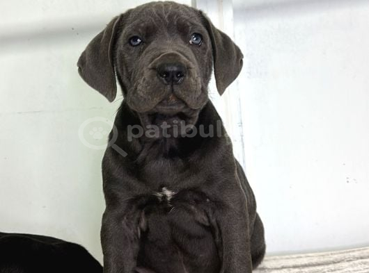 Dev Adaylari Cane Corso Yavrularimiz görsel