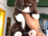 Brown White British Shorthair Yavrumuz