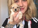12 Yıllık Üreticiden Maltipoo Yavruları