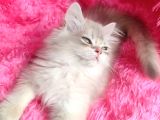 British Golden Shorthair - Ay 12 - Erkek - 3 Aylık