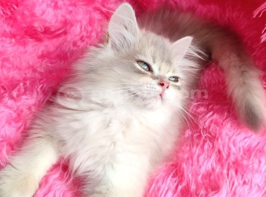 British Golden Shorthair - Ay 12 - Erkek - 3 Aylık görsel