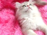 British Golden Shorthair - Ay 12 - Erkek - 3 Aylık