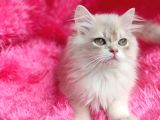 British Golden Shorthair - Ay 12 - Erkek - 3 Aylık