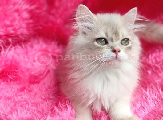 British Golden Shorthair - AY 12 - Erkek - 3 Aylık