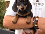 Sevimli Dachshund Sosis Köpek Yavrularımız  Özel Renkler