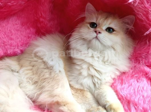British Golden Longhair - By 12 - Dişi - 4 Aylık