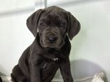 Dev Adaylari Cane Corso Yavrularimiz