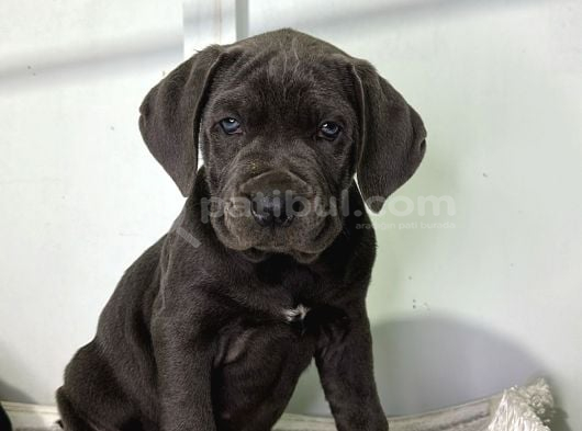 DEV ADAYLARI CANE CORSO YAVRULARIMIZ