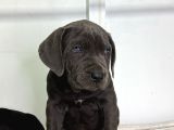 Dev Adaylari Cane Corso Yavrularimiz