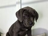 Dev Adaylari Cane Corso Yavrularimiz