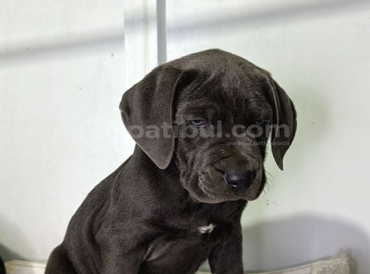 Dev Adaylari Cane Corso Yavrularimiz görsel