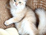 British Golden Longhair - By 11 - Erkek - 4 Aylık
