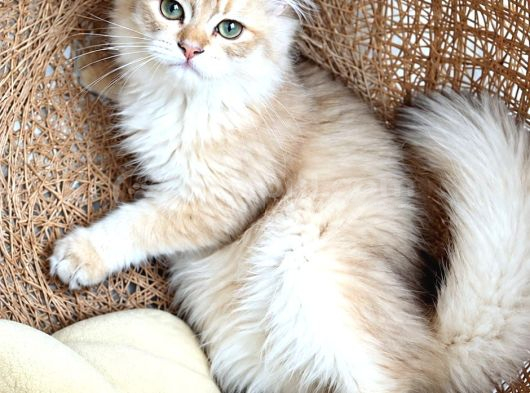 British Golden Longhair - By 11 - Erkek - 4 Aylık