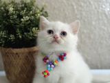 British Shorthair Kar Beyazı Yavrular