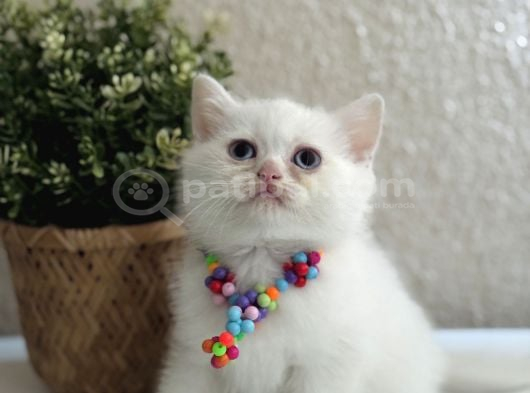 British Shorthair Kar Beyazı Yavrular
