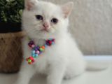 British Shorthair Kar Beyazı Yavrular