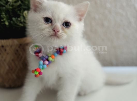 British Shorthair Kar Beyazı Yavrular görsel