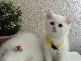 British Shorthair Kar Beyazı Yavrular