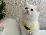 British Shorthair Kar Beyazı Yavrular