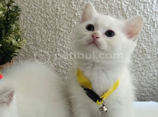 British Shorthair Kar Beyazı Yavrular görsel