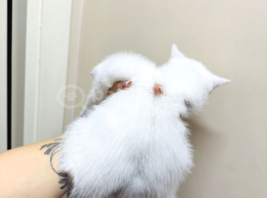 British Shorthair Kar Beyazı Yavrular görsel