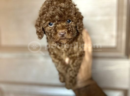Toypoddle Bebekler görsel