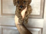 Toypoddle Bebekler