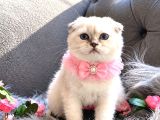 Muhteşem Kalitede Scottish Fold