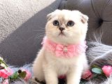 Muhteşem Kalitede Scottish Fold