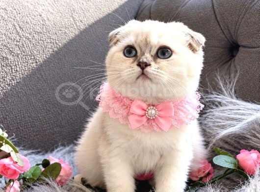 Muhteşem Kalitede Scottish Fold görsel