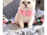 Muhteşem Kalitede Scottish Fold
