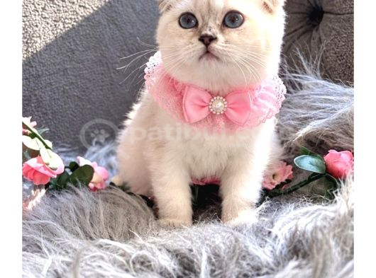 Muhteşem Kalitede Scottish Fold görsel
