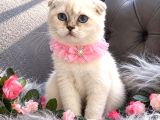 Muhteşem Kalitede Scottish Fold