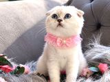 Muhteşem Kalitede Scottish Fold