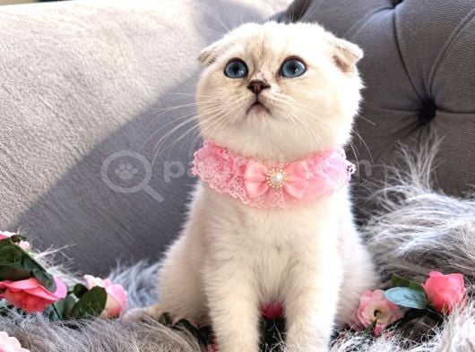 Muhteşem Kalitede Scottish Fold görsel