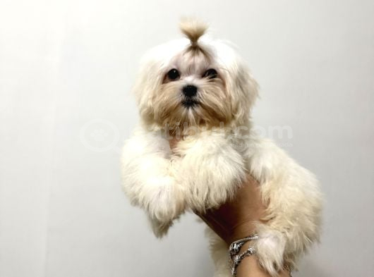 Erkek Üst Kalite Kore Maltese yavrum