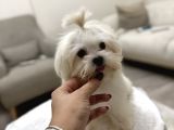 Erkek Üst Kalite Kore Maltese Yavrum