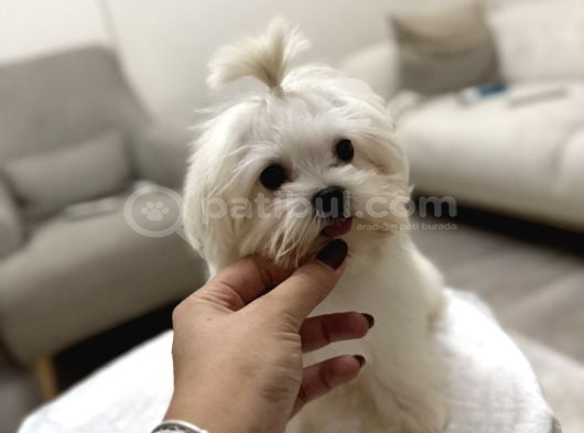 Erkek Üst Kalite Kore Maltese Yavrum görsel