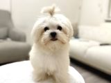 Erkek Üst Kalite Kore Maltese Yavrum