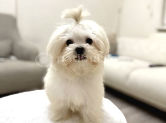 Erkek Üst Kalite Kore Maltese Yavrum görsel