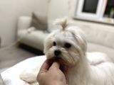 Erkek Üst Kalite Kore Maltese Yavrum
