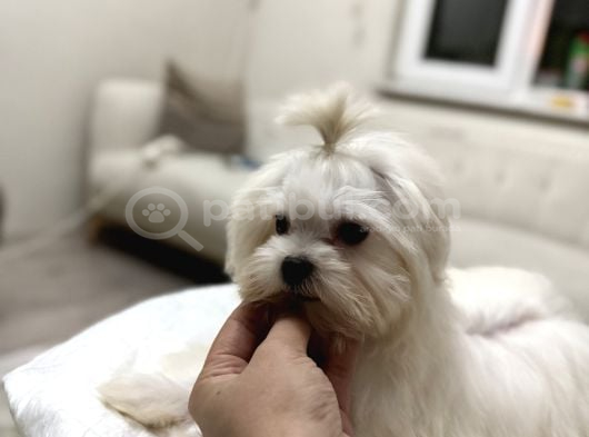 Erkek Üst Kalite Kore Maltese Yavrum görsel