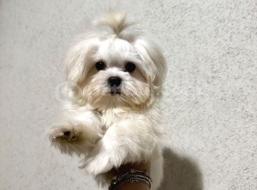Erkek Üst Kalite Kore Maltese Yavrum görsel
