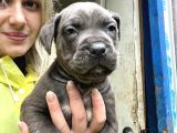 Geleceğin Devi Cane Corso Yavruları