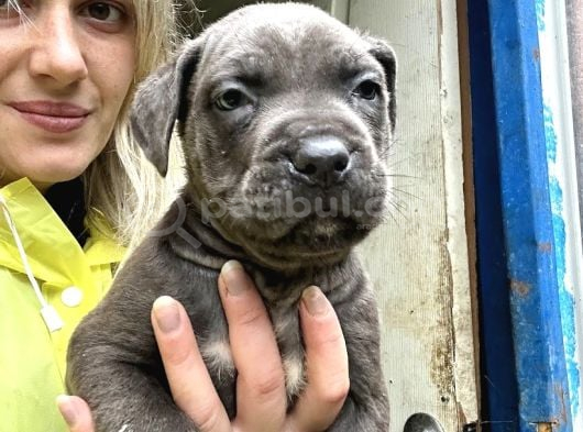 Geleceğin devi Cane Corso Yavruları