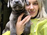 Geleceğin Devi Cane Corso Yavruları
