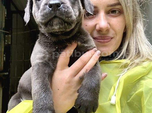 Geleceğin Devi Cane Corso Yavruları görsel