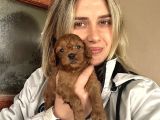12 Yıllık Üreticiden Maltipoo Yavruları